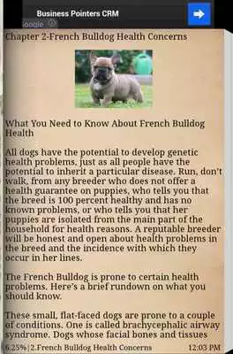 Play French bulldog Breed