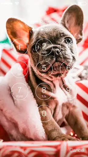 Play French Bulldog Puppy Pet Cute Screen Lock as an online game French Bulldog Puppy Pet Cute Screen Lock with UptoPlay