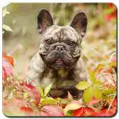 Free play online French Bulldog Wallpaper APK