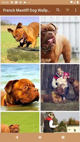 Play French Mastiff Wallpaper  and enjoy French Mastiff Wallpaper with UptoPlay