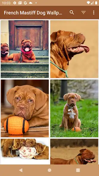 Play French Mastiff Wallpaper as an online game French Mastiff Wallpaper with UptoPlay