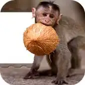 Free play online Fun Monkey Photo Frame APK