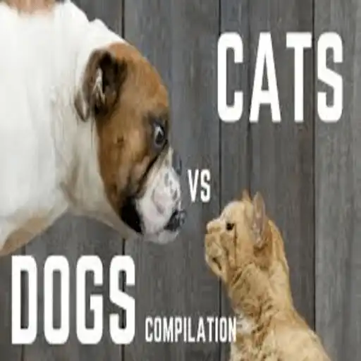 Play Funny Cat  Dog videos APK