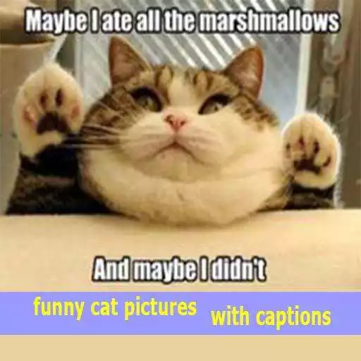 Run free android online funny cat pictures with captions APK