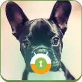 Free play online Funny Dogs Wall  Lock APK