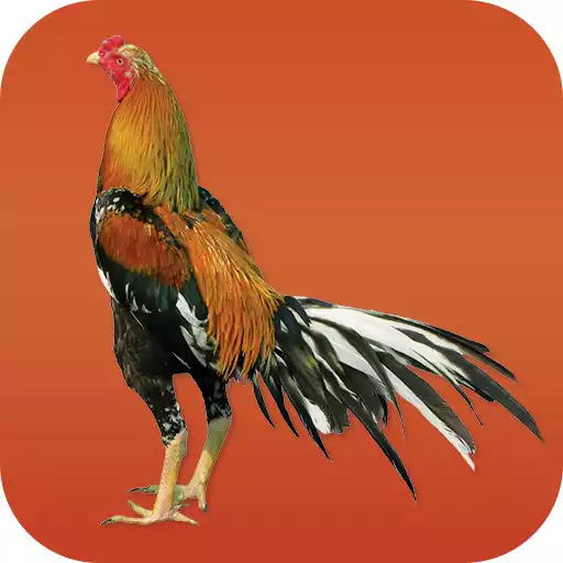 Free play online Gamecocks APK