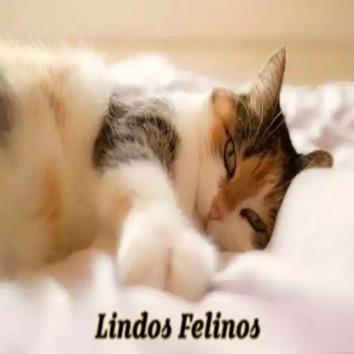 Play Gatos Fondos de pantalla APK