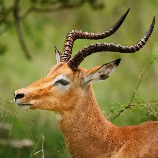 Play Gazelle Wallpapers HD APK