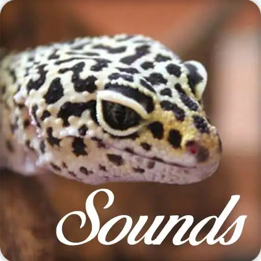 Play Gecko Sounds and Ringtone Audio APK