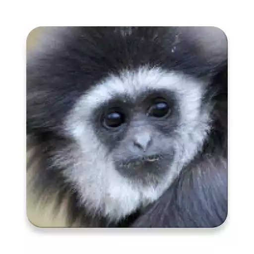 Play Gibbon Monkey Sound Collections ~ Sclip.app APK