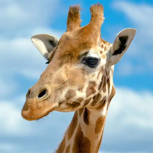 Play Giraffes Wallpapers APK