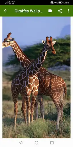 Play Giraffes Wallpapers  and enjoy Giraffes Wallpapers with UptoPlay