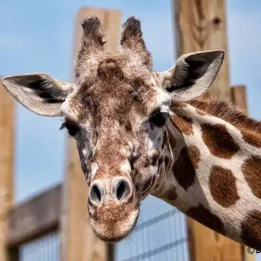 Play Giraffe Wallpapers HD APK