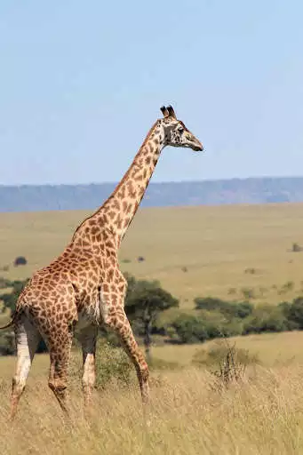 Play Giraffe Wallpapers HD as an online game Giraffe Wallpapers HD with UptoPlay