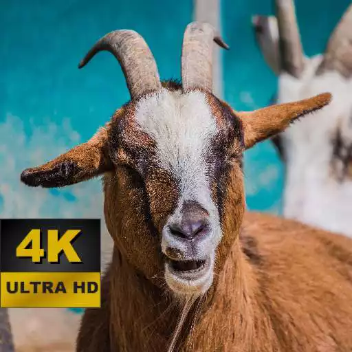 Play Goat Wallpapers - 4K and UHD APK