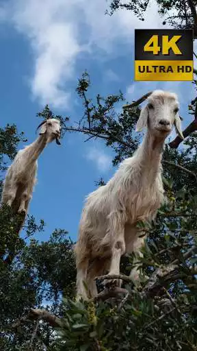 Play Goat Wallpapers - 4K and UHD  and enjoy Goat Wallpapers - 4K and UHD with UptoPlay