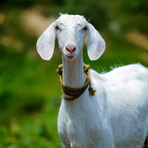 Play Goat Wallpapers - FREE APK