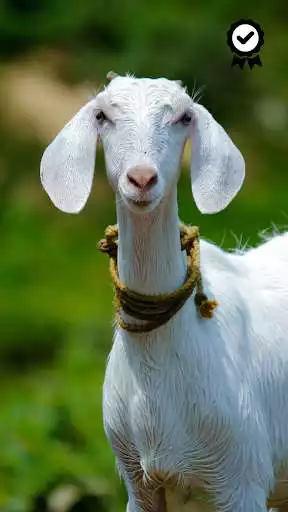 Play Goat Wallpapers - FREE as an online game Goat Wallpapers - FREE with UptoPlay