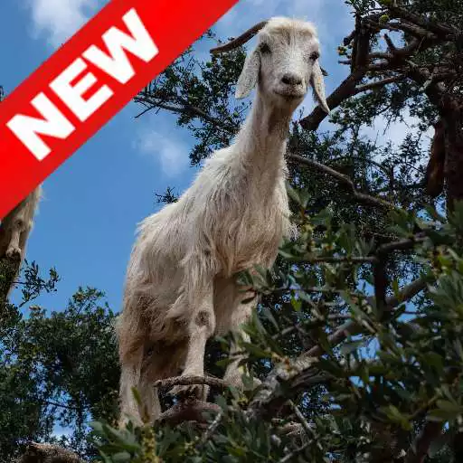 Play Goat Wallpapers - Screen Background APK