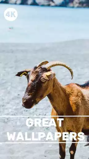 Play Goat Wallpapers - Screen Background  and enjoy Goat Wallpapers - Screen Background with UptoPlay