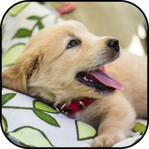 Play Golden Retriever Wallpapers APK