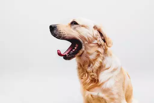 Play Golden Retriever Wallpapers  and enjoy Golden Retriever Wallpapers with UptoPlay