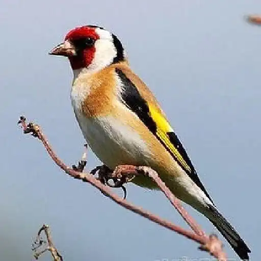 Play goldfinch APK