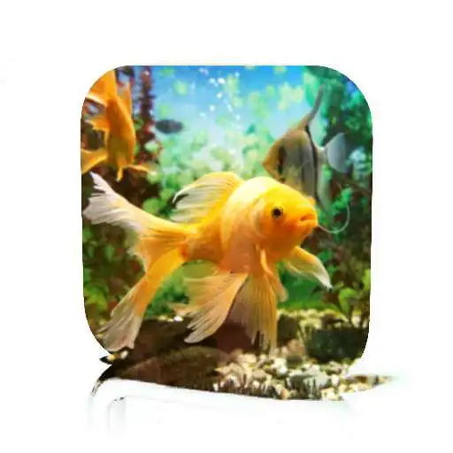 Free play online Goldfish Care APK