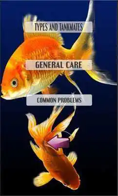 Play Goldfish Care