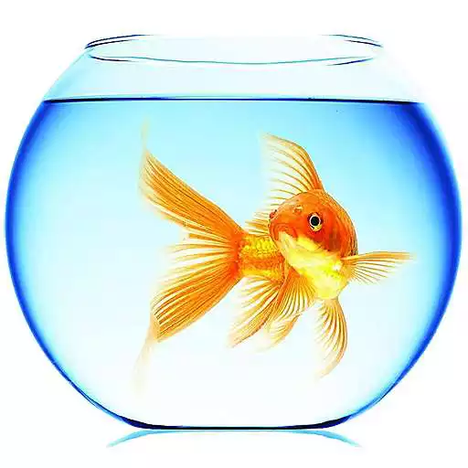 Free play online Gold Fish Live Wallpaper APK