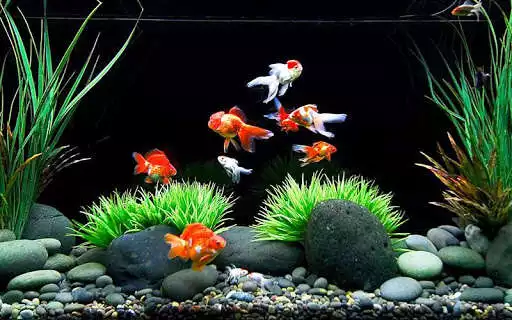 Play Gold Fish Live Wallpaper