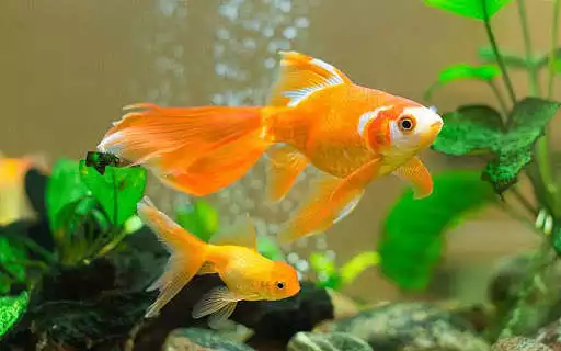 Play Gold Fish Live Wallpaper