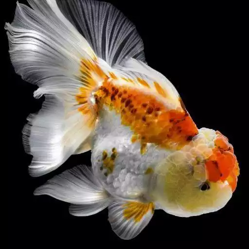 Play Goldfish Wallpapers APK