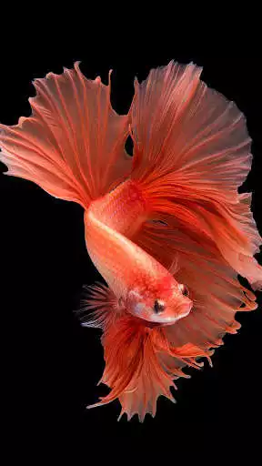 Play Goldfish Wallpapers  and enjoy Goldfish Wallpapers with UptoPlay