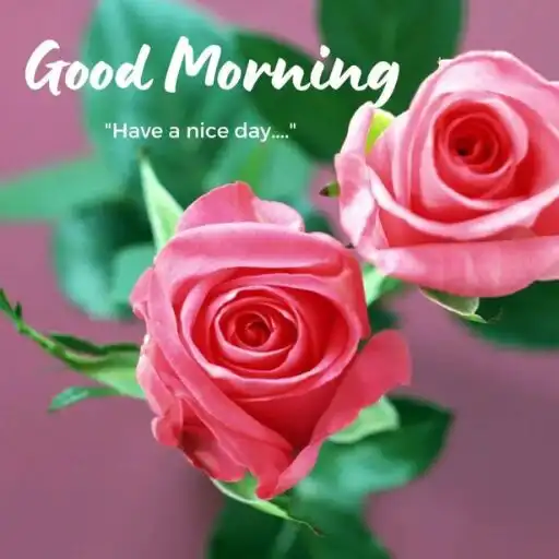 Play good morning rose images APK