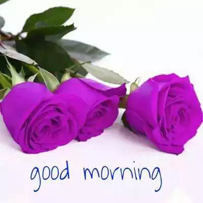 Play good morning rose images as an online game good morning rose images with UptoPlay