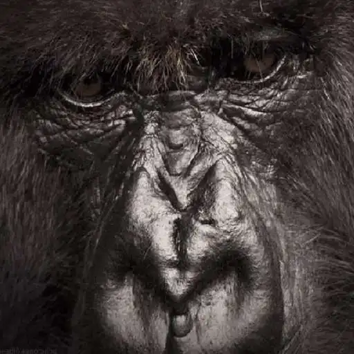 Play Gorilla Eyes Live Wallpaper APK