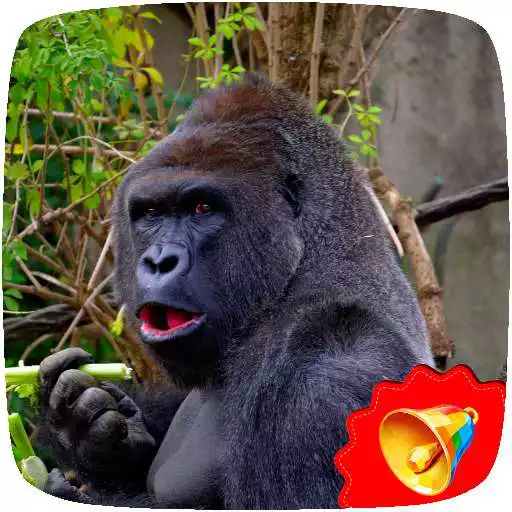 Play Gorilla Sounds APK