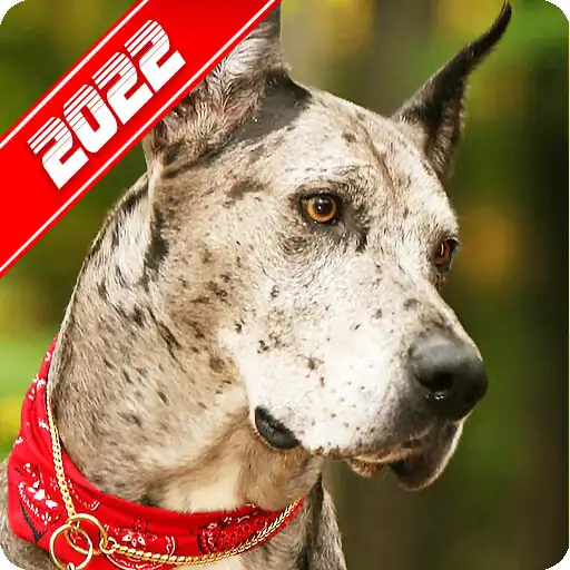 Free play online Great Dane Wallpaper APK