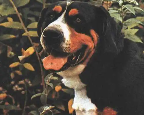 Play Greater Swiss Mountain Dog Jigsaw Puzzles