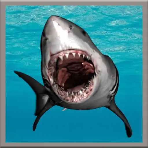 Play Great White Shark Live Wallpaer APK