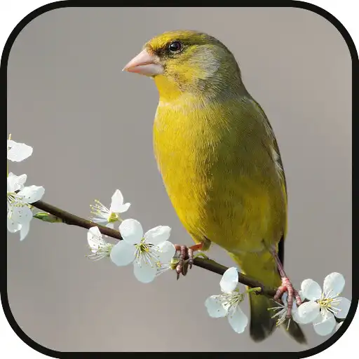 Play GreenFinch Singing APK