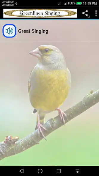 Play GreenFinch Singing  and enjoy GreenFinch Singing with UptoPlay