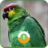 Free play online Green Parrot Wall  Lock APK