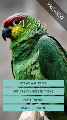 Play Green Parrot Wall  Lock