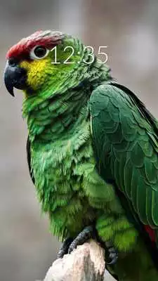 Play Green Parrot Wall  Lock