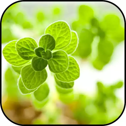 Play Green Wallpapers APK