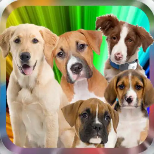 Play Guess dog breed APK