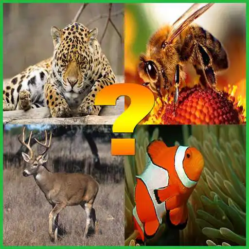 Free play online Guess The Animal For Kids APK