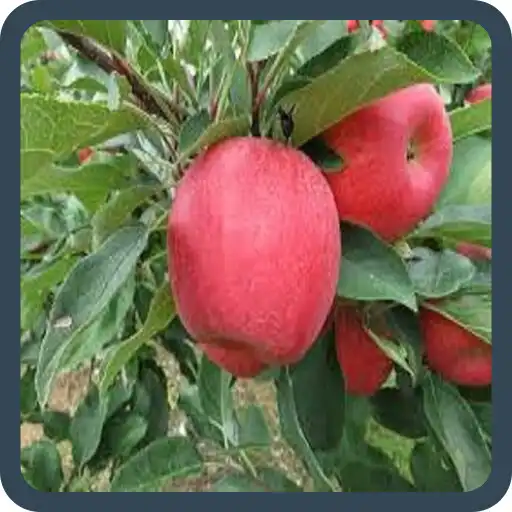 Play guess the fruit picture APK